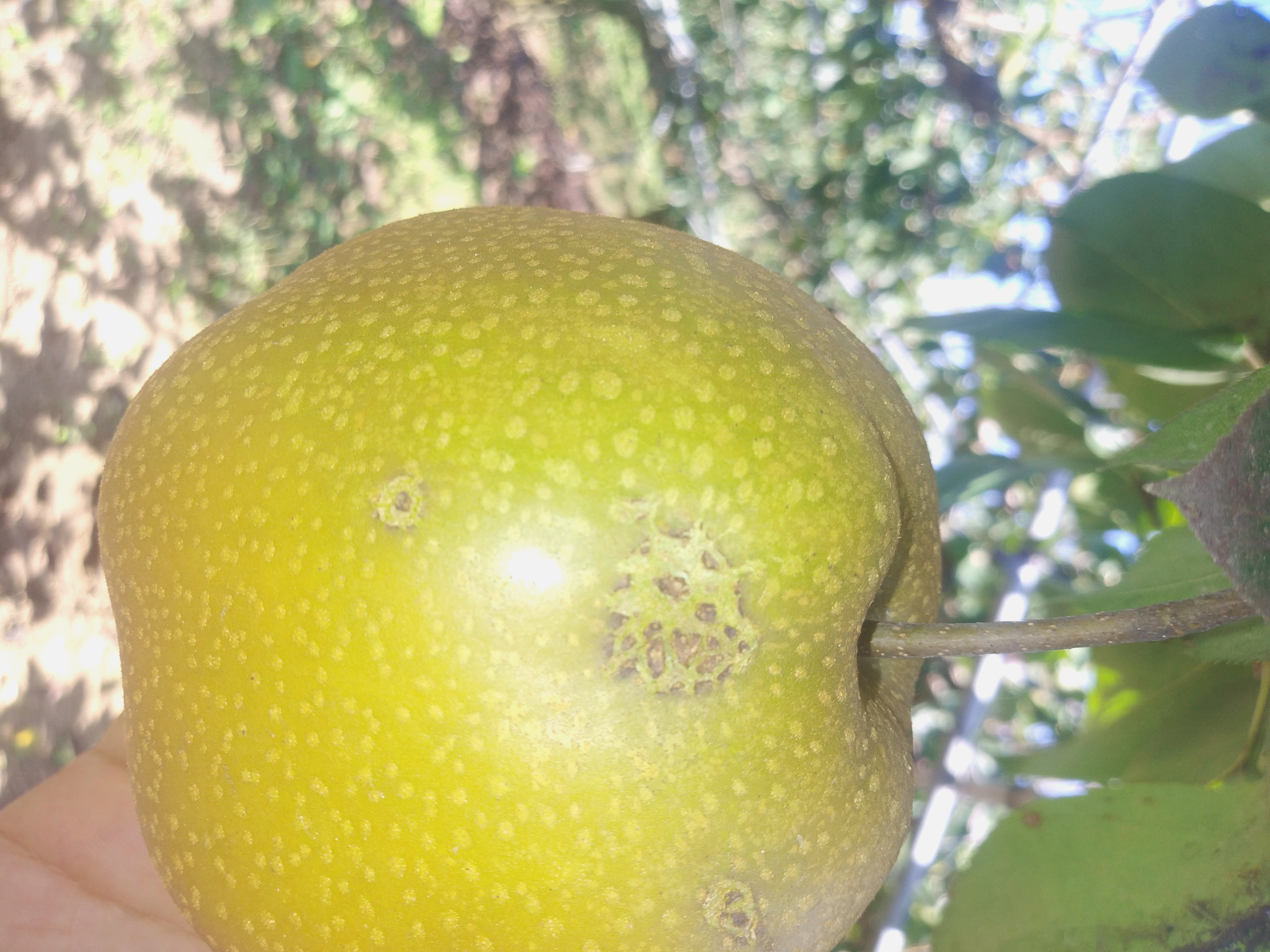 배 병해충 분류 데이터셋